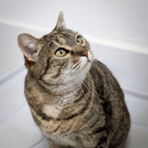 Perla