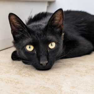 Salem